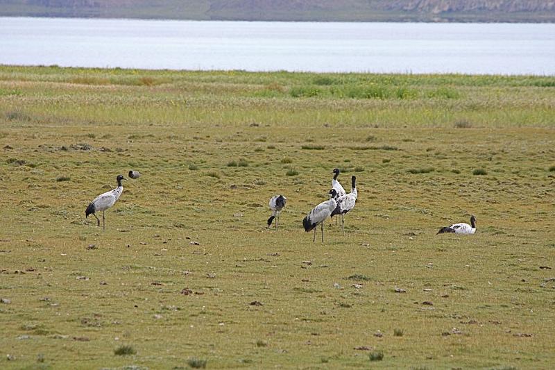 078 The black-necked crane by the lake using Kregg's lens.jpg